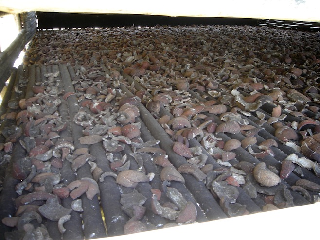 SoPac Marquesas Copra Drying Shed.JPG (250328 bytes)